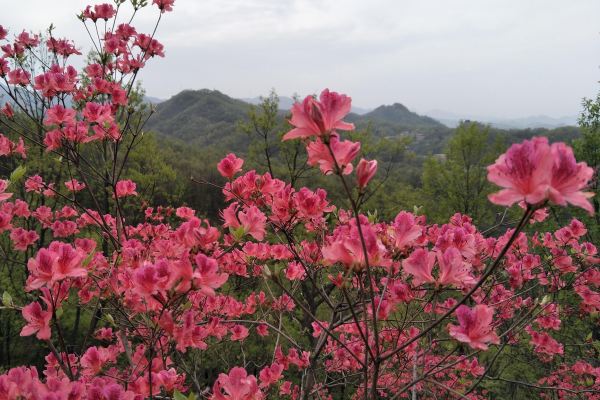 杜鹃花有毒,杜鹃花有毒可以在家里养图4