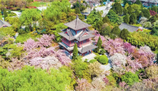 西安有樱花，西安青龙寺的樱花开了图4