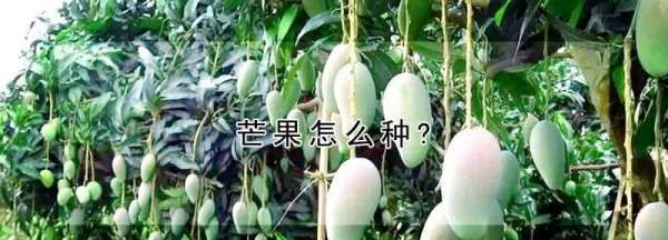 小芒果种子怎么种，芒果怎么种植方法图2