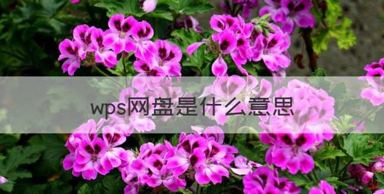 wps网盘是u盘吗，wps网盘是什么意思