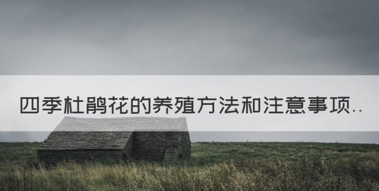 杜鹃花的养殖方法和注意事项，四季杜鹃花的养殖方法和注意事项图1