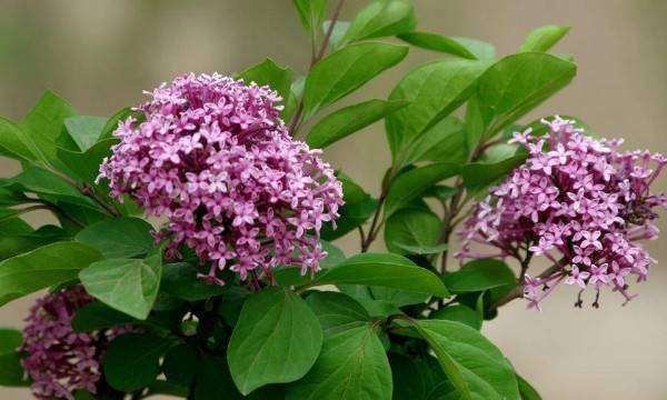 丁香花什么颜色，丁香花是花 丁香花有什么颜色图3