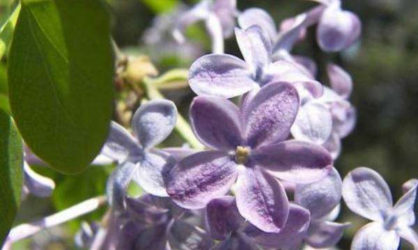 丁香花什么颜色，丁香花是花 丁香花有什么颜色图4