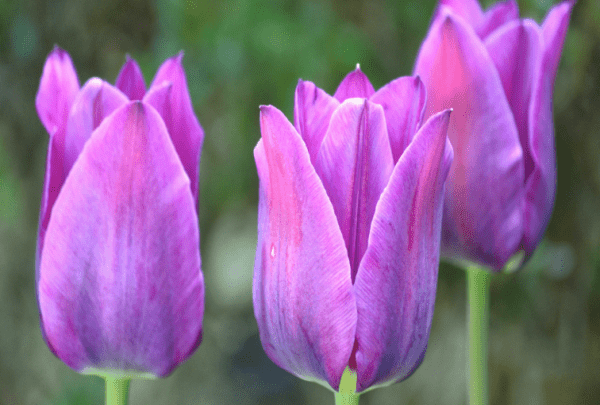 郁金香鲜花插水怎么养，郁金香鲜花买回来怎么养图7