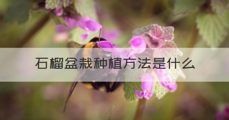 盆栽石榴的养殖方法，石榴盆栽种植方法是什么