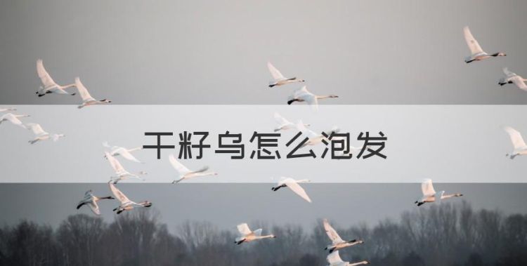 干籽乌怎么泡发