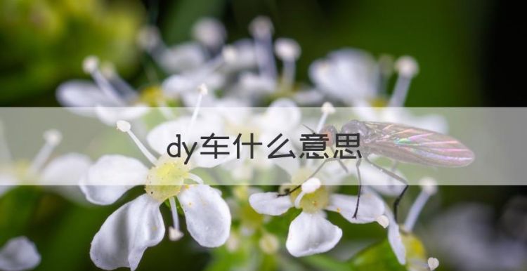 dy车什么意思，针车的种类有哪些