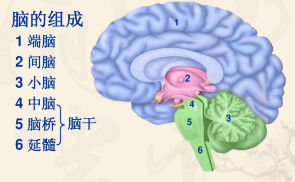 大脑有哪些结构,人类脑部的主要结构包括图2