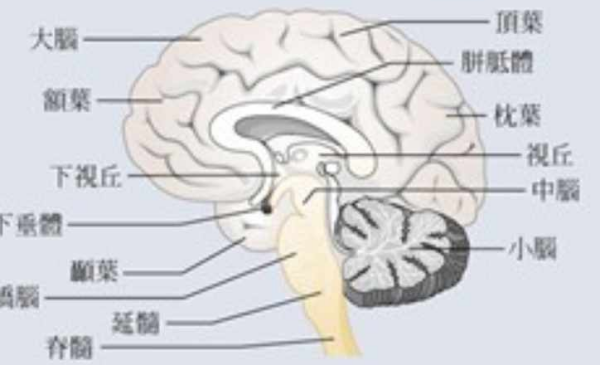 大脑有哪些结构,人类脑部的主要结构包括图3