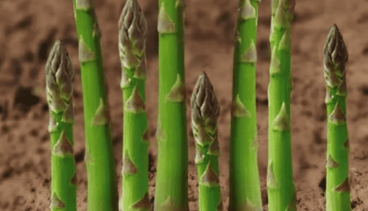 芦笋种植技术，怎么样种植芦笋图2