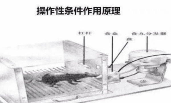 斯金纳的条件反射是什么反射，斯金纳的操作性条件反射理论图4