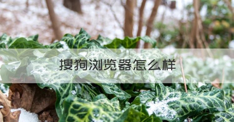 搜狗浏览器怎么样