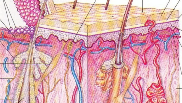 皮肤九小层分别是什么,皮肤结构三大层9小层图图2