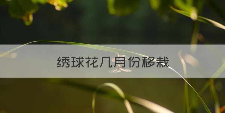 绣球花几月份移栽，绣球花6月份可以移栽吗