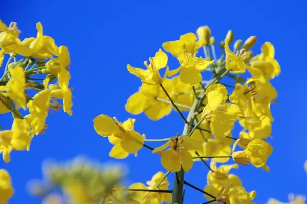 油菜花什么香味,油菜花的气味描写图1