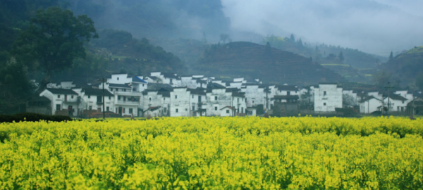 油菜花什么香味,油菜花的气味描写图2