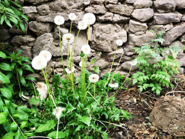 蒲公英花如何吃,开花的蒲公英能吃