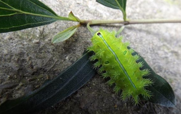 洋辣子的药用价值有哪些,洋辣子幼虫仓鼠能吃图3