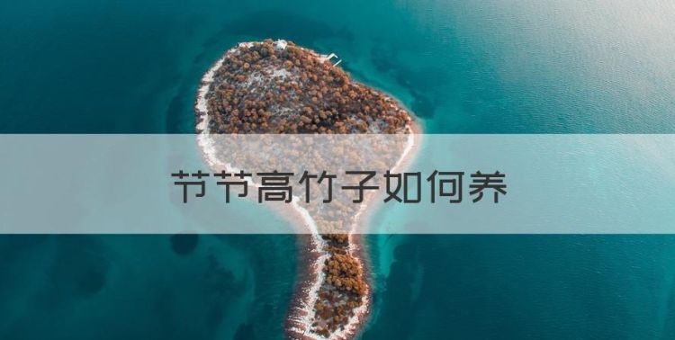 节节高竹子如何养，节节高富贵竹的养殖方法和注意事项图1