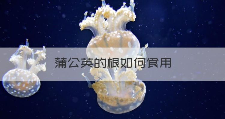 蒲公英的根如何食用，新鲜的蒲公英根怎样泡水喝图1