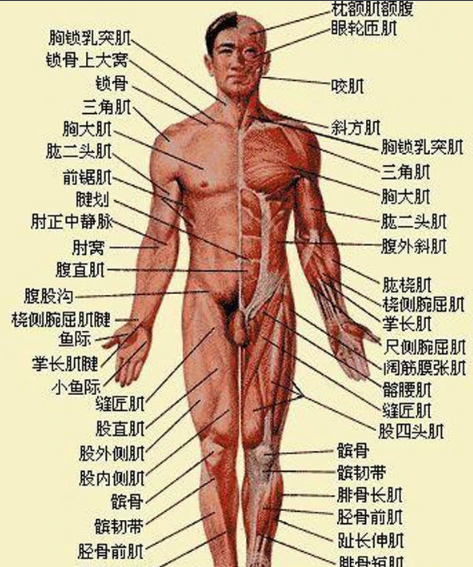 人身体部位的名称有哪些,人体各个部位名称图解 示意图图1