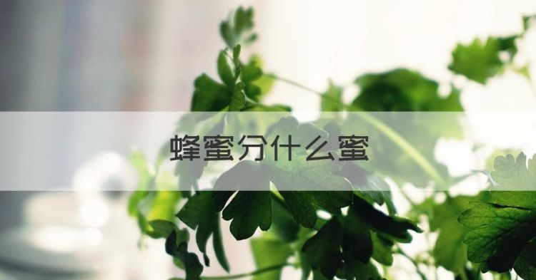 蜂蜜分什么蜜，蜂蜜排行榜前十名国产图1