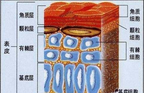 基底层包含什么细胞，基底层有哪些细胞组成及作用图2