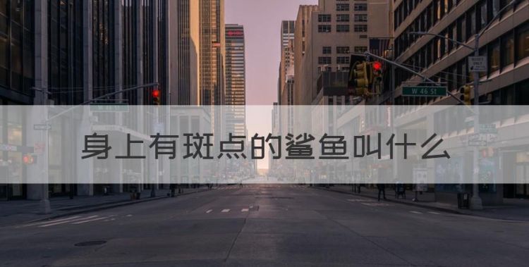 鲨鱼的特征和生活方式，身上有斑点的鲨鱼叫什么图1