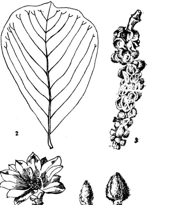 红花苗长什么样子，红花的特征有哪些图7