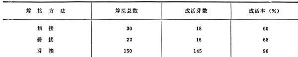 红花苗长什么样子，红花的特征有哪些图12