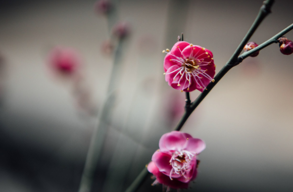 花中君子的梅指什么花,花中君子指的是什么兰什么菊