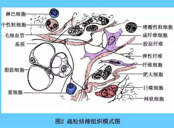 常见的结缔组织有哪些,结缔组织包括哪些内容