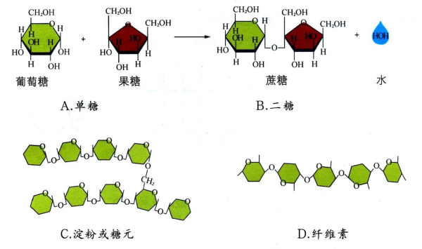 糖的分类有几大类,糖类的分类