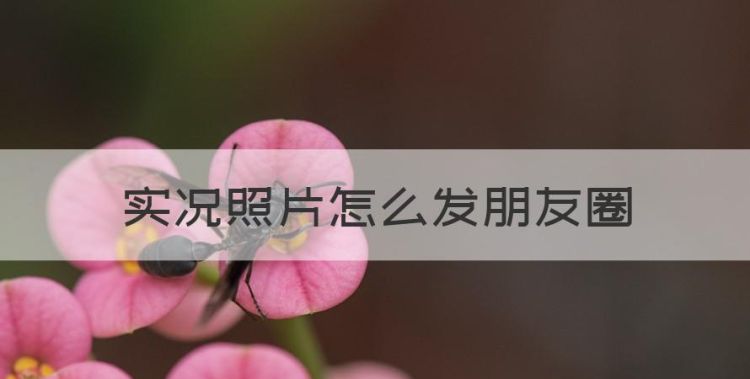 实况照片怎么发朋友圈，苹果实况照片怎么发朋友圈才会动图1