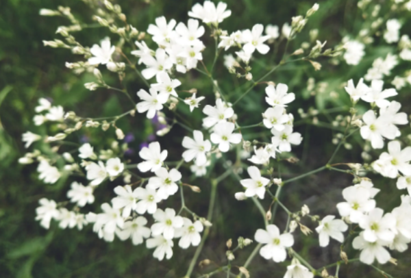 满天星适合什么季节种,满天星什么时候种植最好