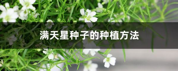 满天星适合什么季节种,满天星什么时候种植最好图4