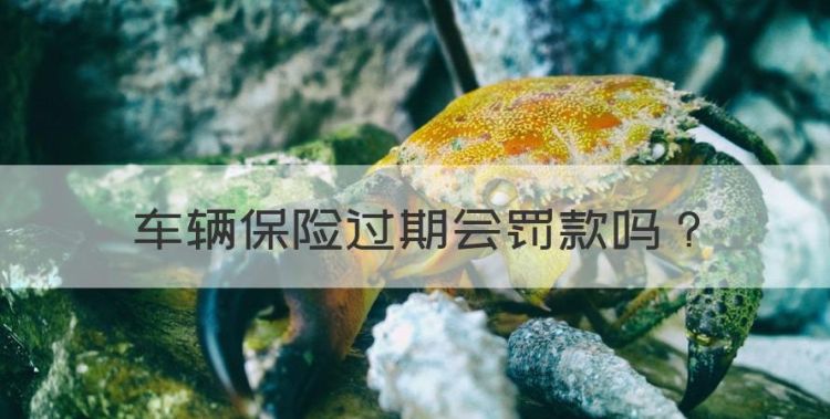 车辆保险过期会罚款，车辆保险过期多久没事