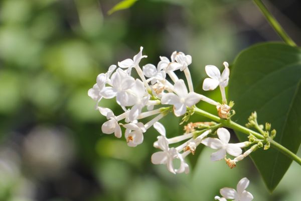 丁香花是花 丁香花有什么颜色,丁香花是什么颜色图1