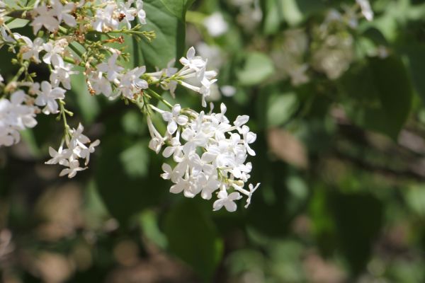 丁香花是花 丁香花有什么颜色,丁香花是什么颜色图3