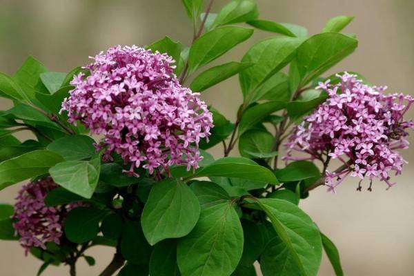 丁香花是花 丁香花有什么颜色,丁香花是什么颜色图5