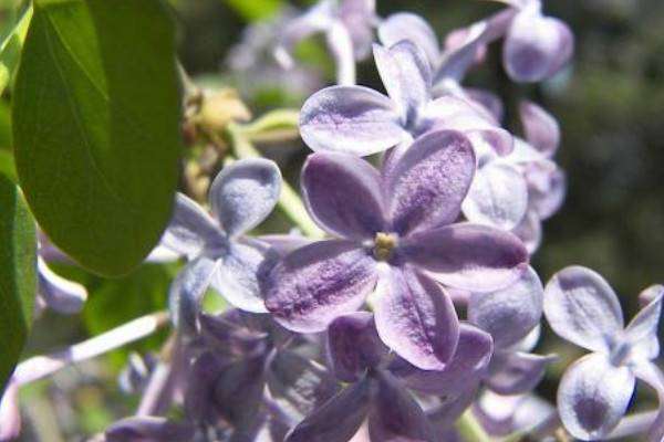 丁香花是花 丁香花有什么颜色,丁香花是什么颜色图6