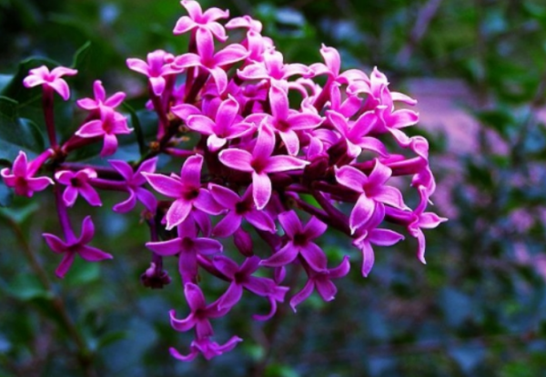 丁香花是花 丁香花有什么颜色,丁香花是什么颜色图7