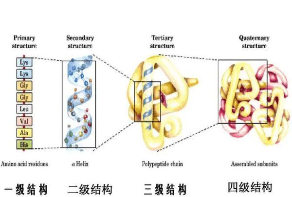 蛋白质的二级结构包括什么，锌指结构属于蛋白质的几级结构图2