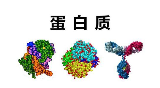 蛋白质的二级结构包括什么，锌指结构属于蛋白质的几级结构图3