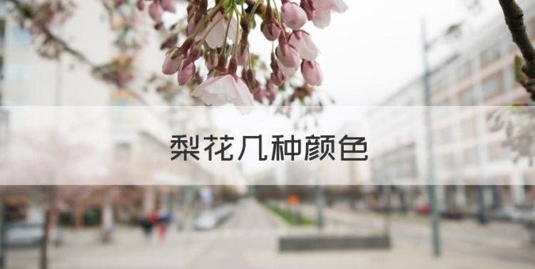 梨花几种颜色，梨花的颜色是什么