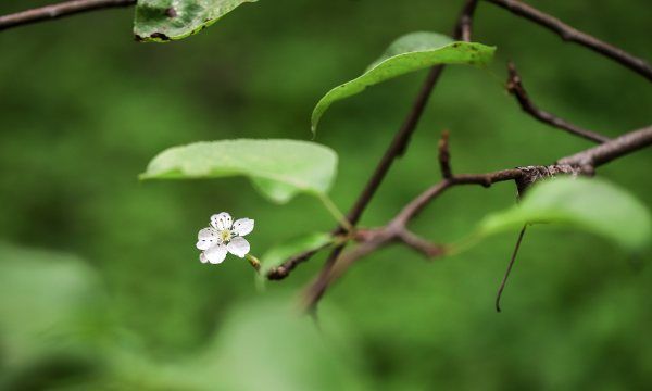 梨花几种颜色，梨花的颜色是什么图4