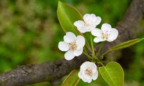 梨花几种颜色，梨花的颜色是什么图5