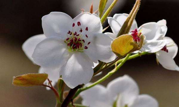 梨花几种颜色，梨花的颜色是什么图9