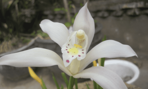 花中君子的梅指什么花，花中君子梅兰竹菊是什么意思图3