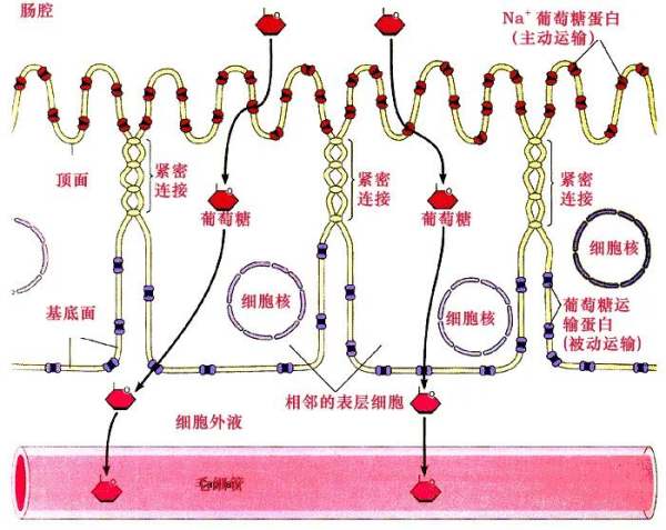 细胞生物学名词解释,细胞生物学名词解释大全及题目图5